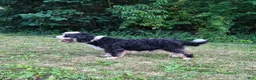 Mini Bernedoodle dogs for sale: Missy - Ad 5