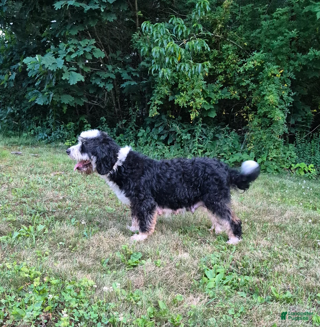 Mini Bernedoodle dogs for sale: Missy - Ad 5