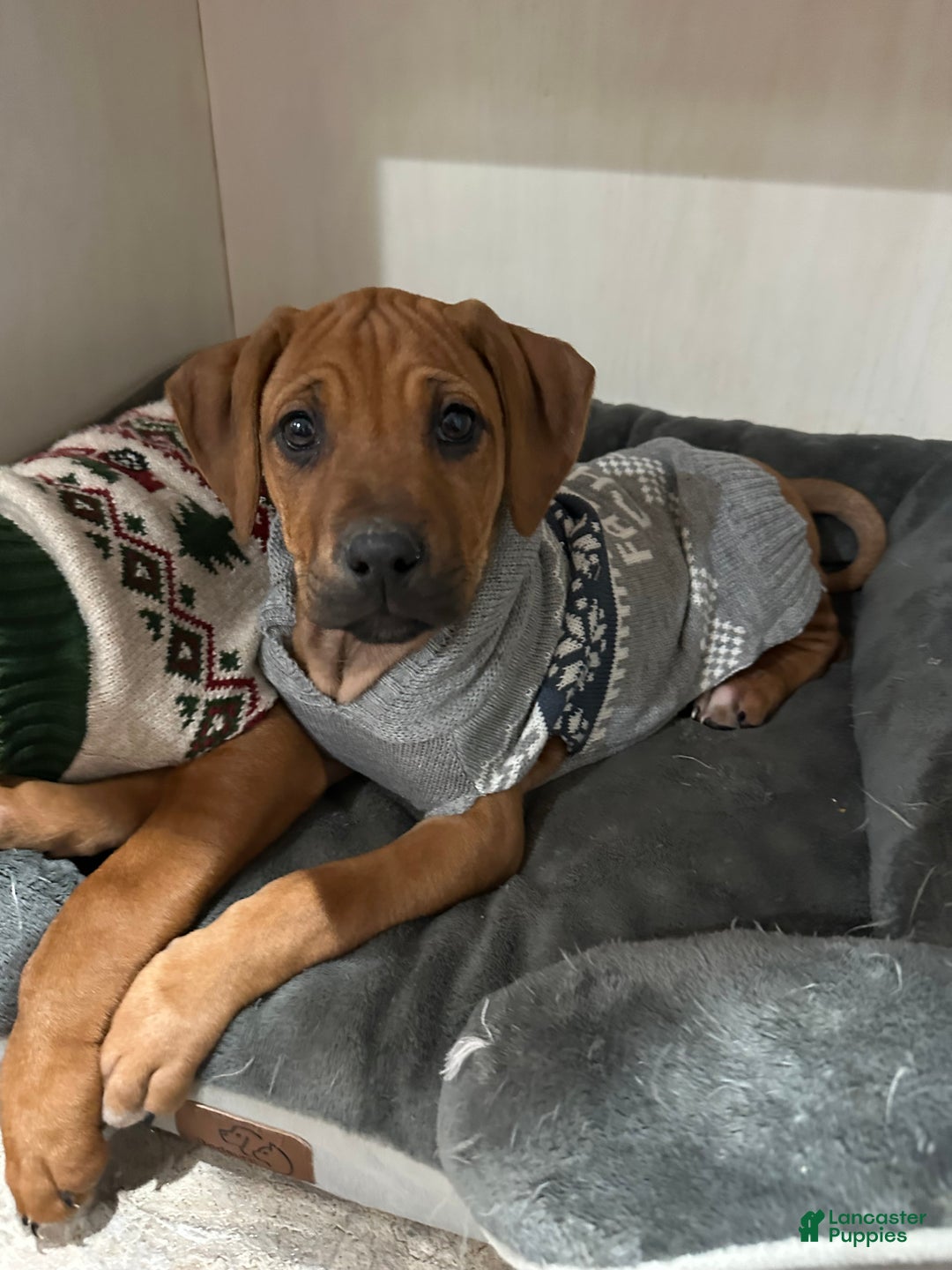 Rhodesian Ridgeback dogs for sale: SOLD Mae AKC RHODESIAN RIDGEBACK - Ad 3