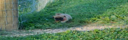 Jug dogs for sale: Peony - Ad 3