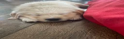 Golden Retriever dogs for sale: Golden Retriever Puppy 1 - Ad 4