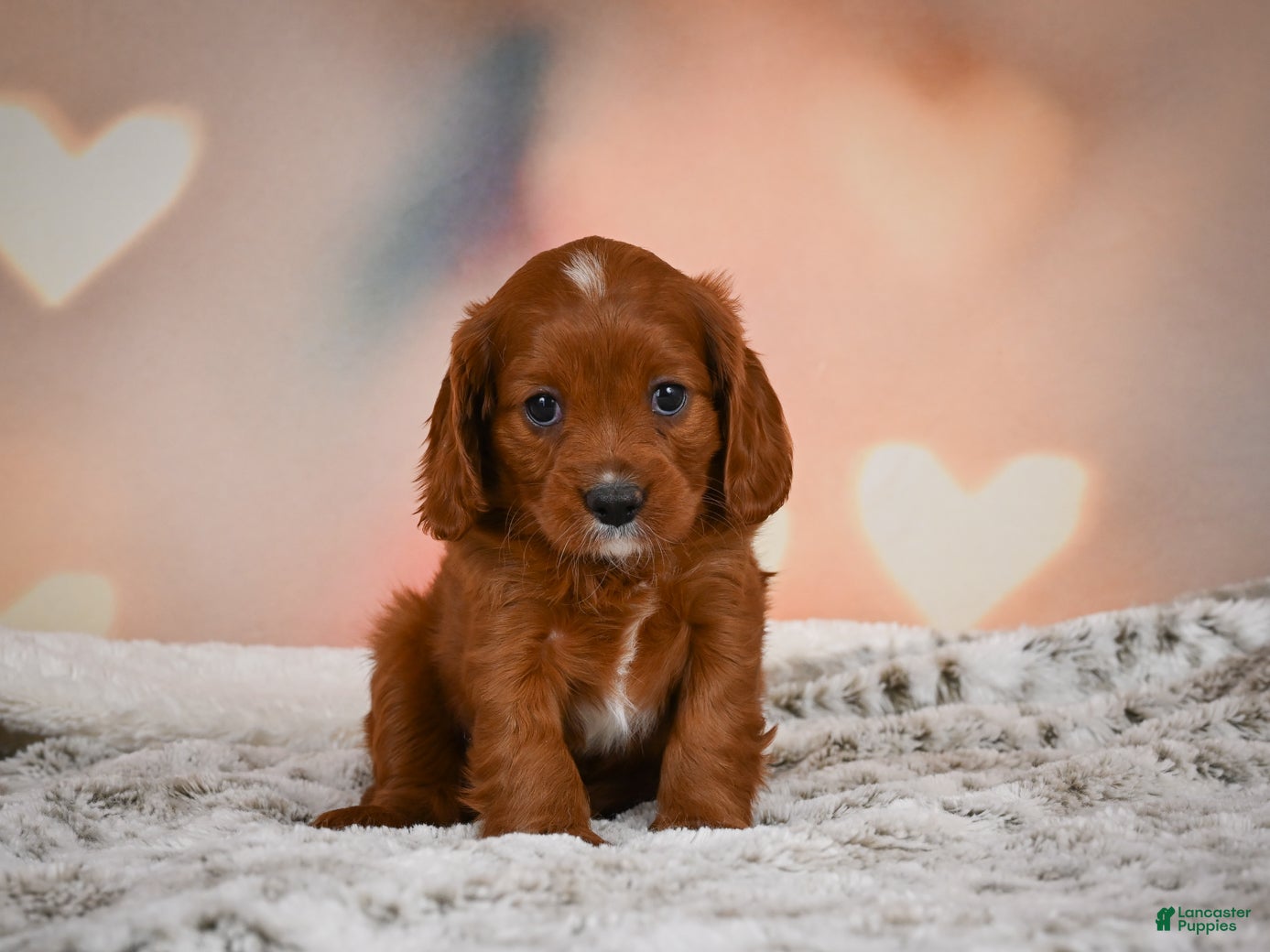 Cavapoo dogs for sale: MAPLE - Ad 1