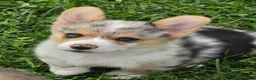 Welsh Corgi Pembroke dogs for sale: Stunning Stanley  - Ad 8