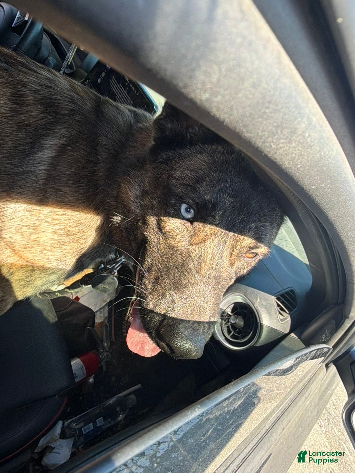 Gerberian Shepsky dogs Gerberian Shepsky Puppy 1 - Ad 27