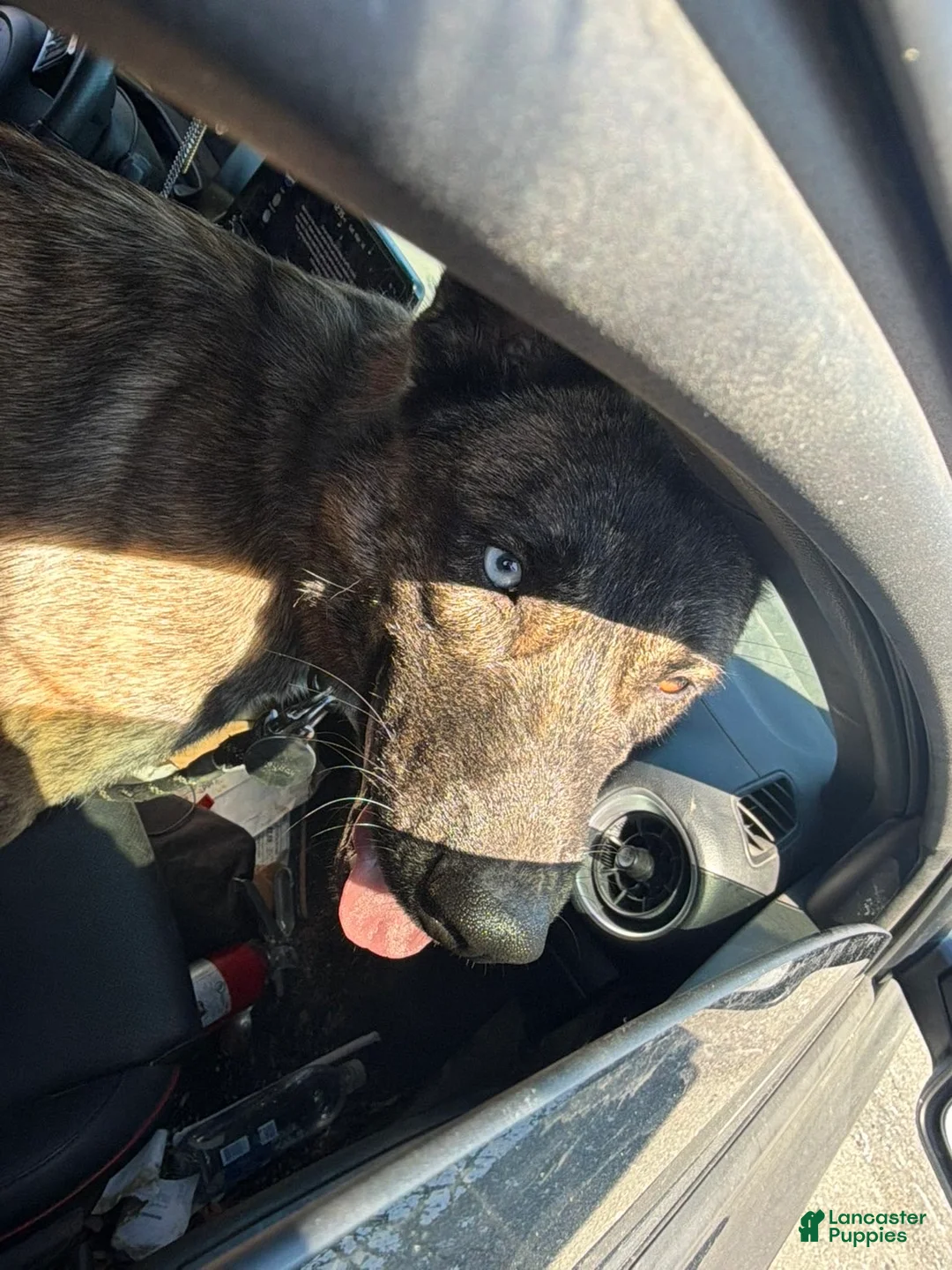 Gerberian Shepsky dogs for sale: Gerberian Shepsky Puppy 1 - Ad 1