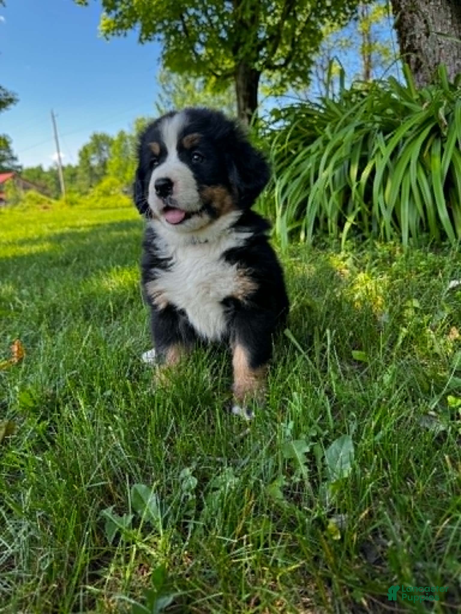Bernese Mountain Dog dogs Roxy - Ad 1