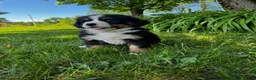 Bernese Mountain Dog dogs for sale: Roxy - Ad 1