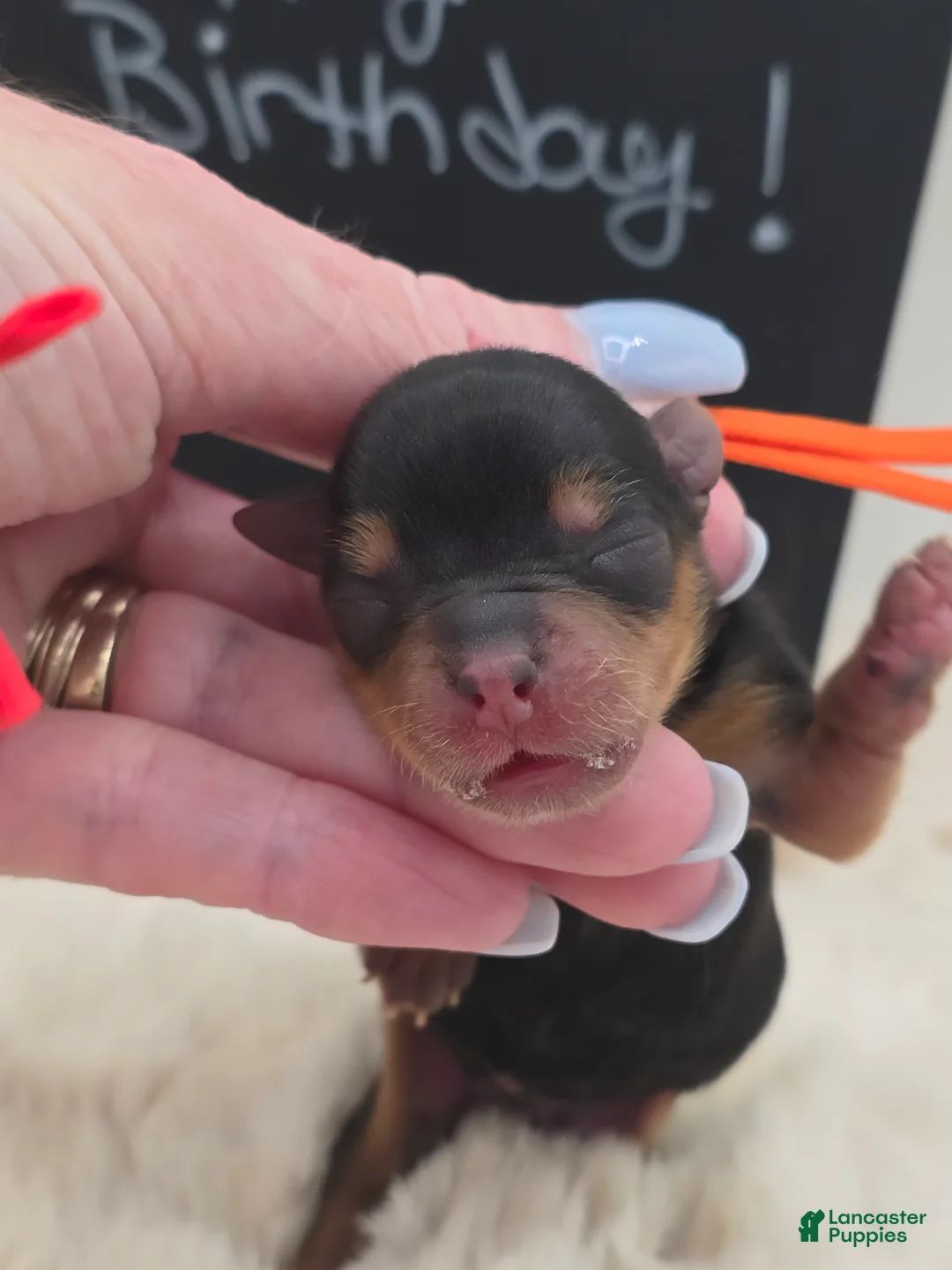 Yorkshire Terrier dogs for sale: Luke - Ad 1