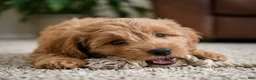Cavapoo dogs for sale: Betty - Ad 7