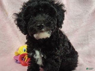 Miniature Poodle dogs - Ad 19