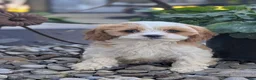 Cavapoo dogs for sale: Mr Andy - Ad 24