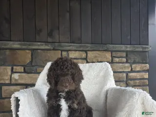 Newfypoo dogs Willow - Ad 8