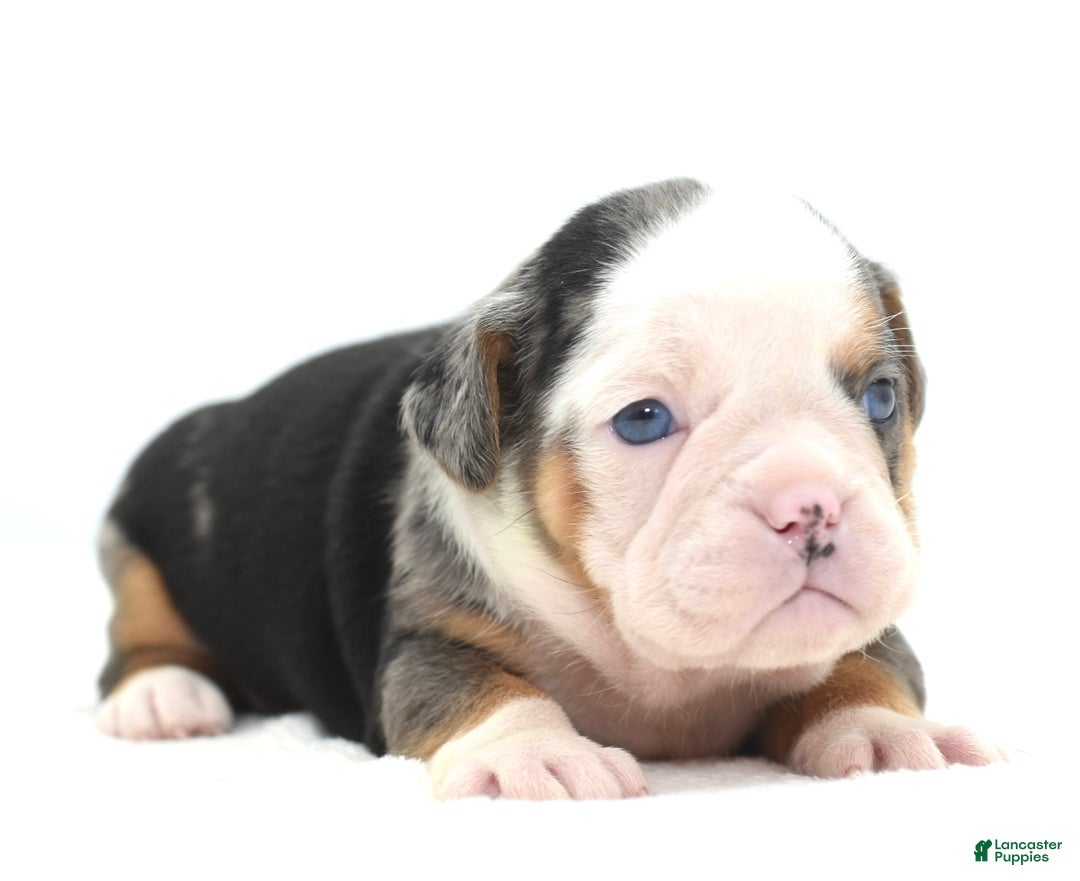 Mixed Breed dogs for sale: Rosie Merle koi pattern  - Ad 15