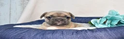 French Bulldog dogs for sale: Weston - Ad 7