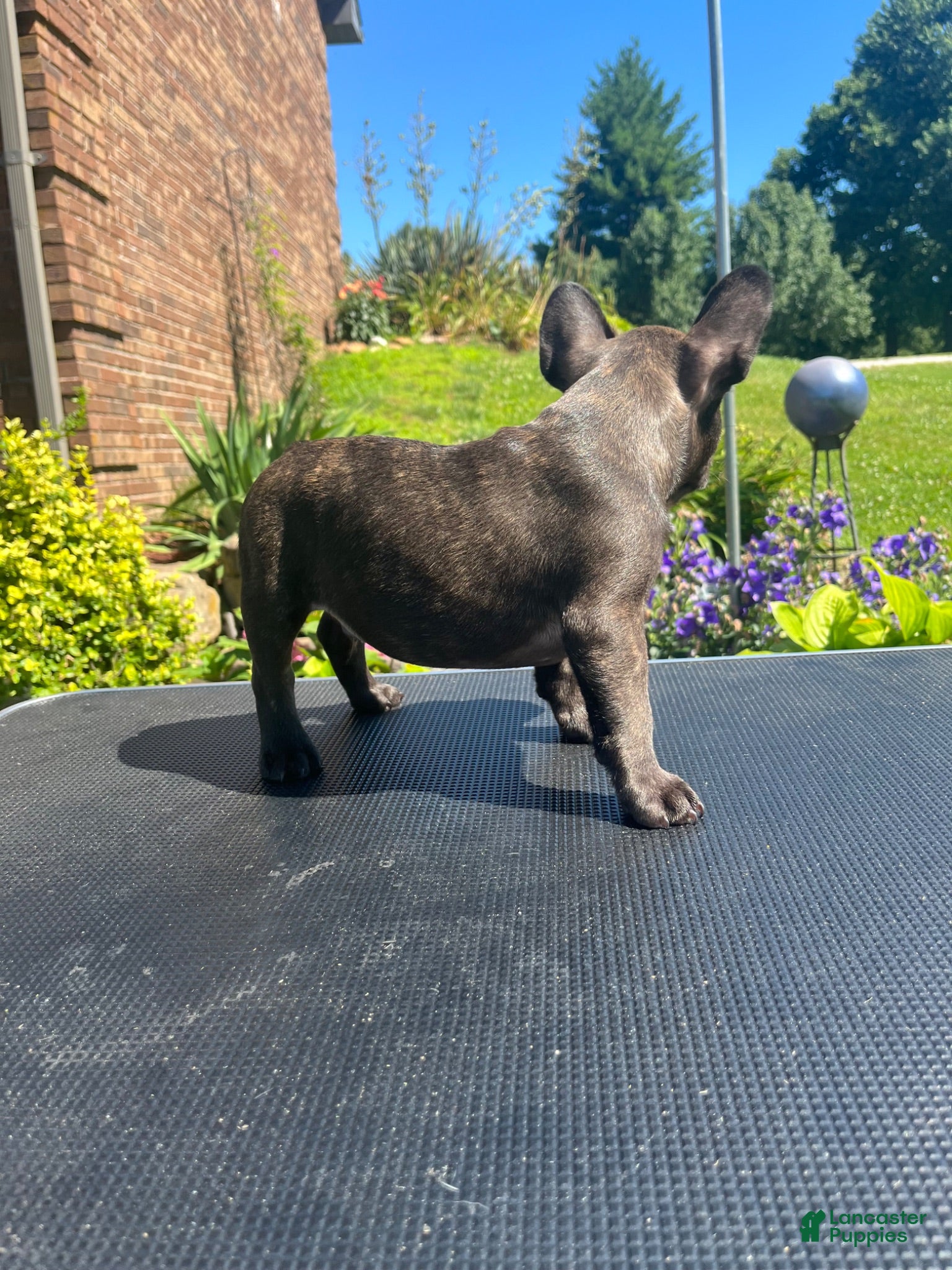 French Bulldog dogs French Bulldog 1 - Ad 1