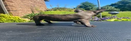 French Bulldog dogs for sale: French Bulldog 1 - Ad 1
