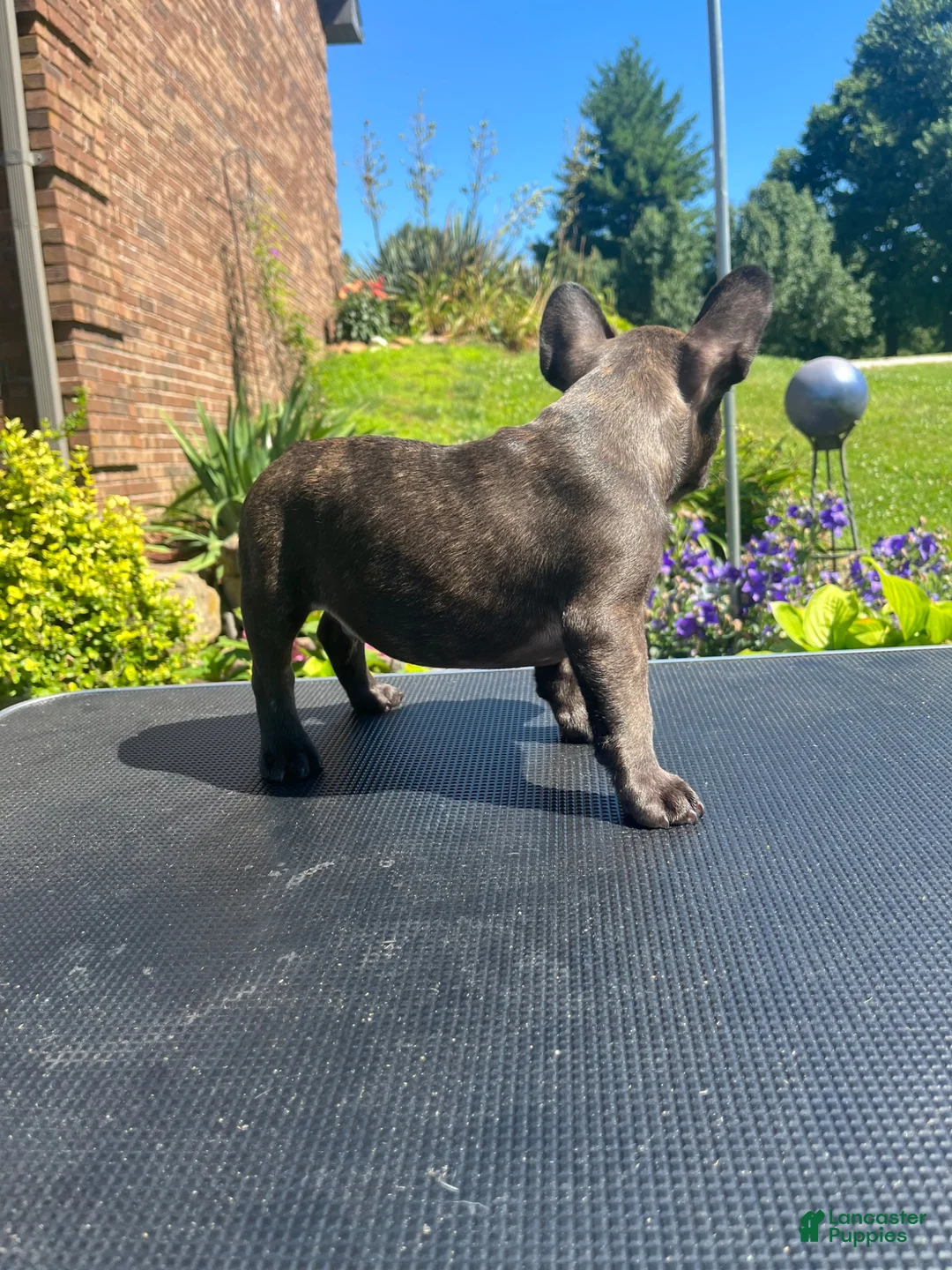 French Bulldog dogs for sale: French Bulldog 1 - Ad 1