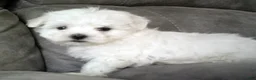 Maltese dogs for sale: Sammy - Ad 6