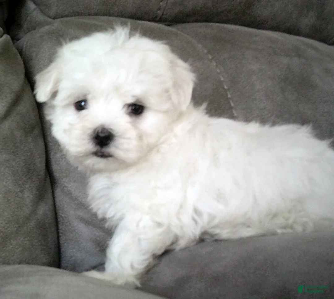 Maltese dogs for sale: Sammy - Ad 6