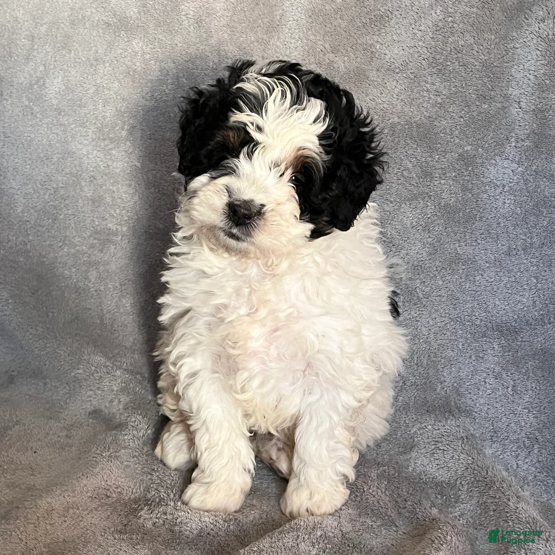 Mini Bernedoodle dogs for sale: Kendra - Ad 2