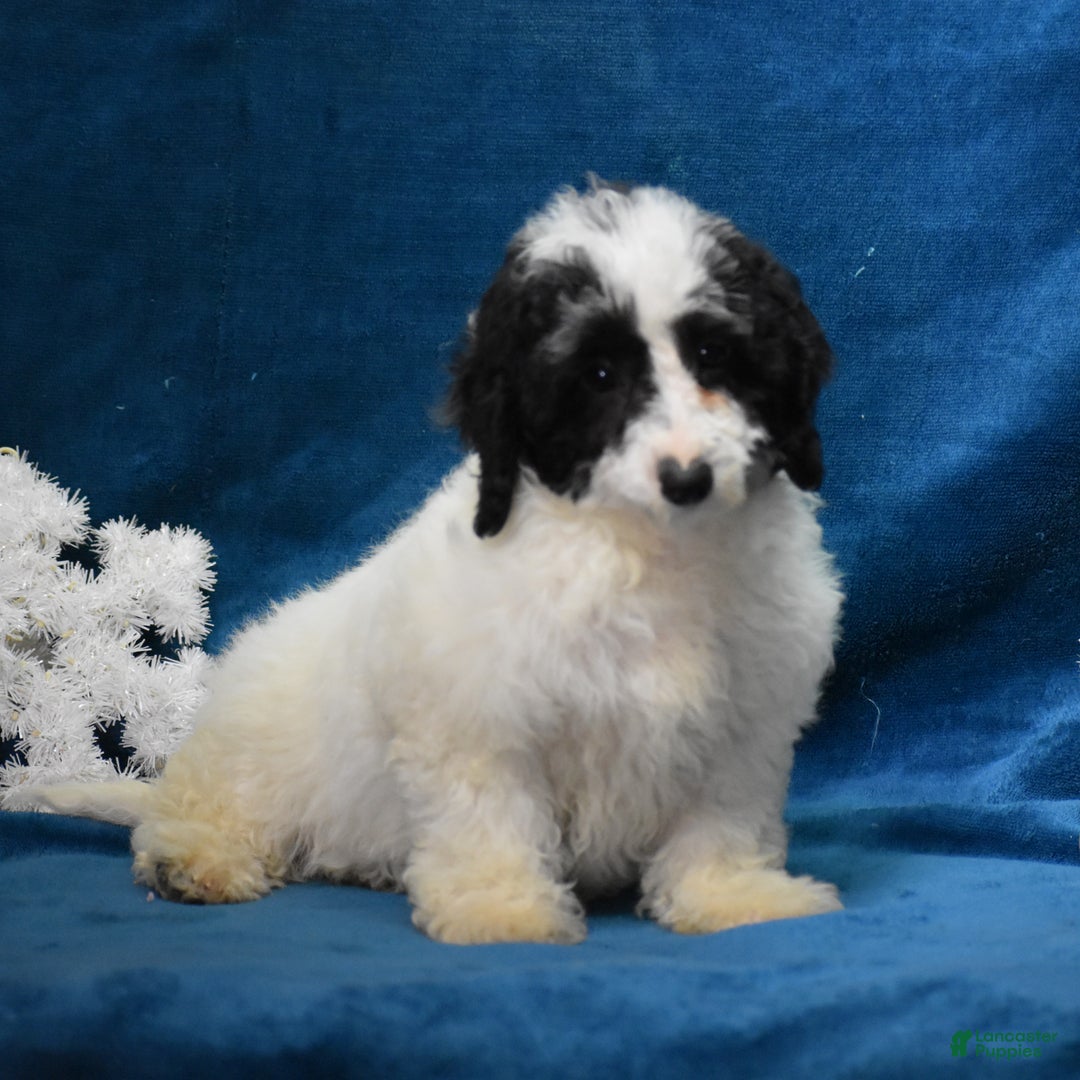 Miniature Poodle dogs for sale: Zanna - Ad 2
