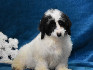 Miniature Poodle dogs Zanna - Ad 31