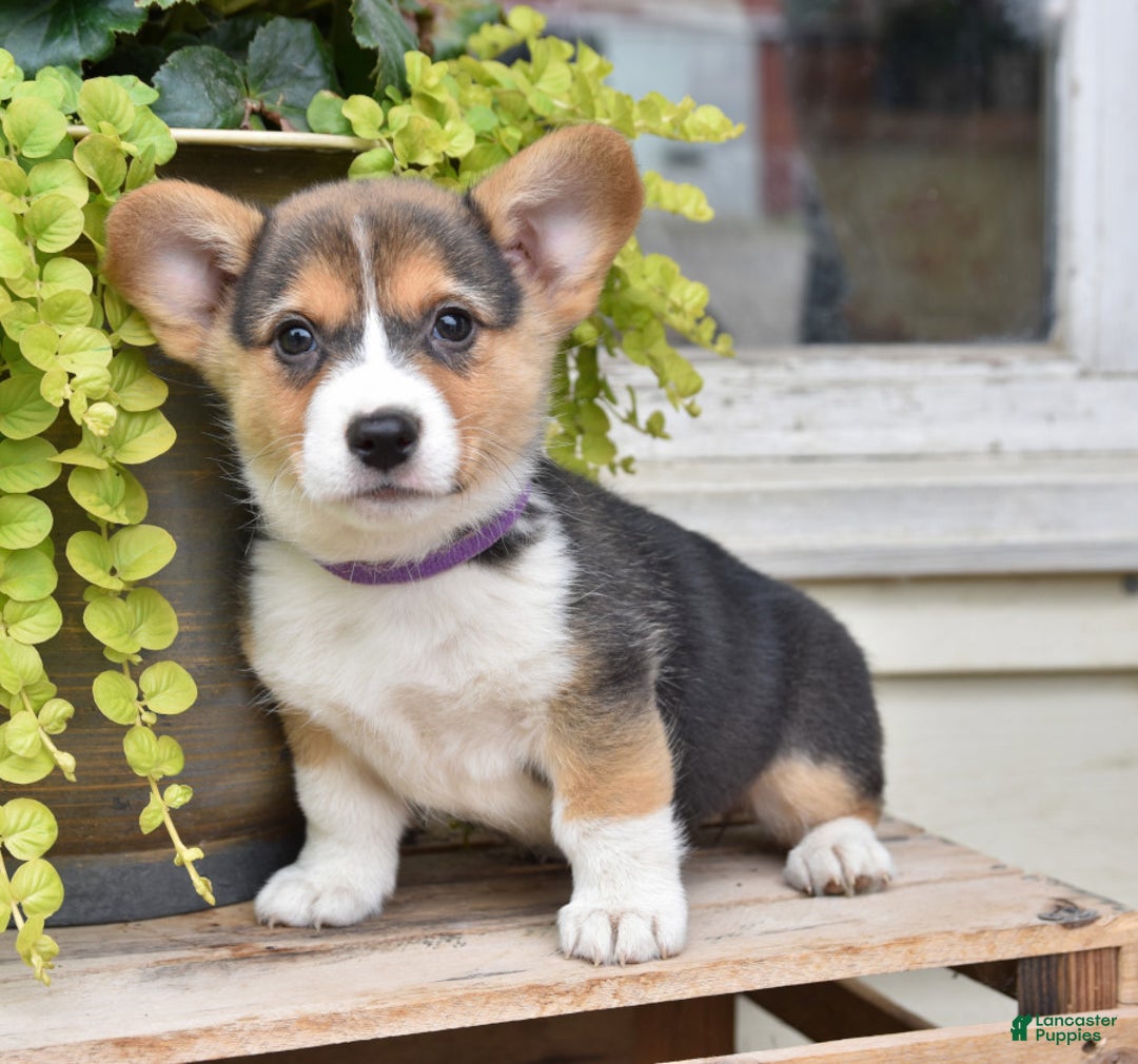 Gallery Image {{count}}