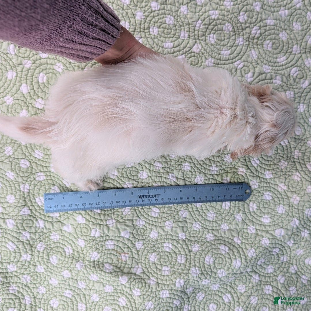 Miniature Dachshund dogs for sale: Bun Bun - Ad 11