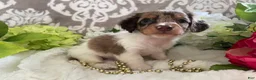 Miniature Dachshund dogs for sale: Maci - Ad 12