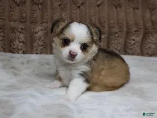 Chihuahua dogs Gizmo - Ad 31