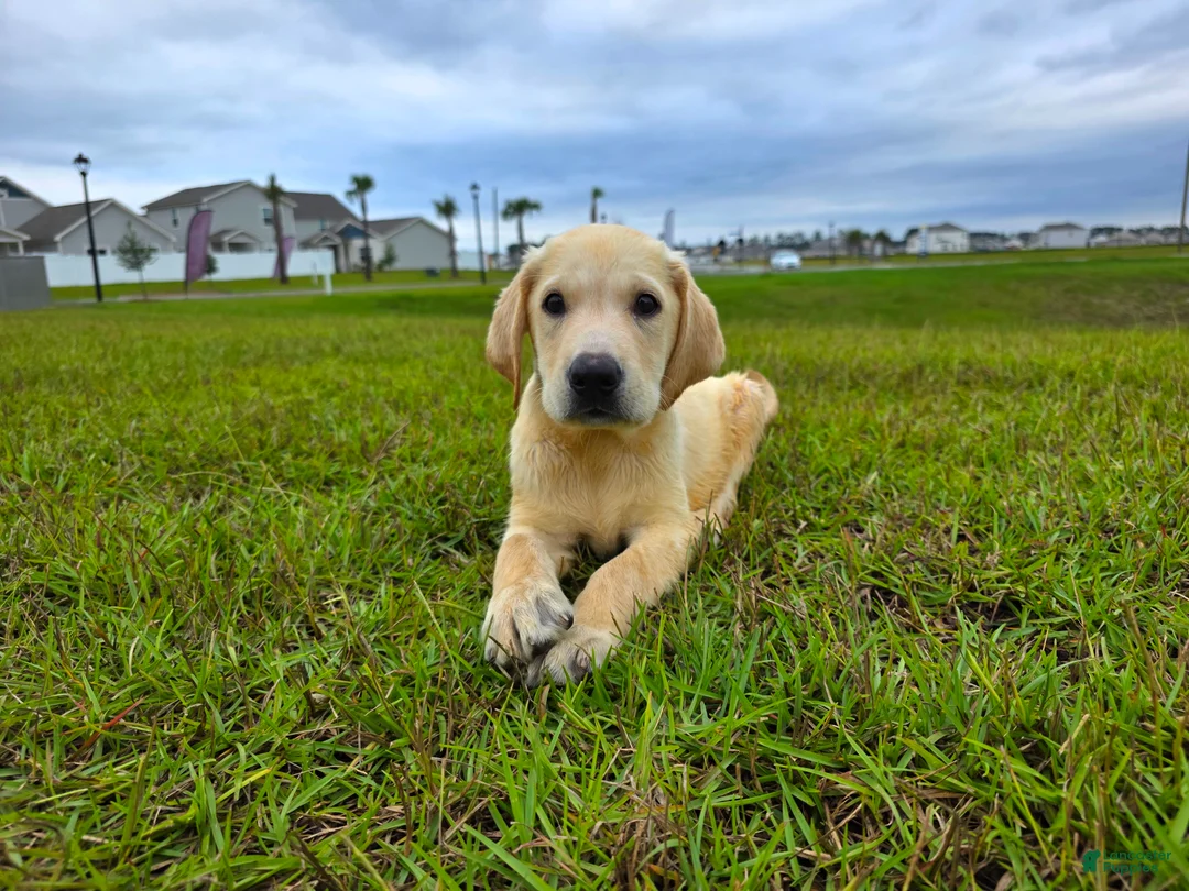 Labrador Retriever dogs for sale: Nova - Ad 2