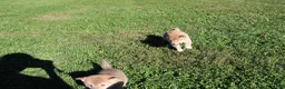 Shiba Inu dogs for sale: Cardigan  - Ad 5