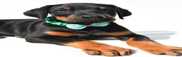 Doberman Pinscher dogs for sale: Barney - Ad 5