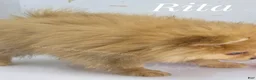 Pomeranian dogs for sale: Rita Champion Sired & has 1.5 blue eyes! - Ad 3