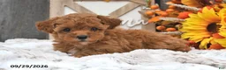 Shihpoo dogs for sale: Maisie - Ad 1