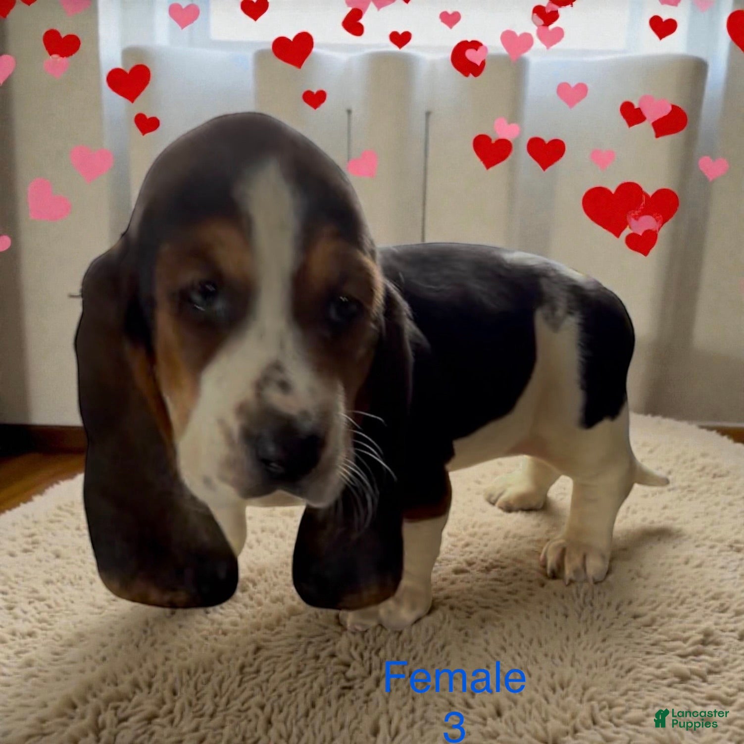 Basset Hound dogs Basset Hound Puppy 1 - Ad 1