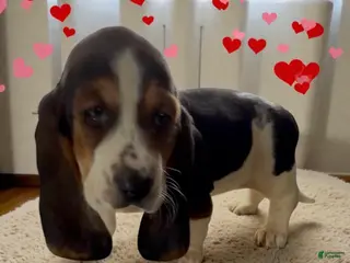 Basset Hound dogs Basset Hound Puppy 1 - Ad 1