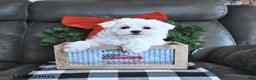Maltese dogs for sale: Frosty - Ad 1