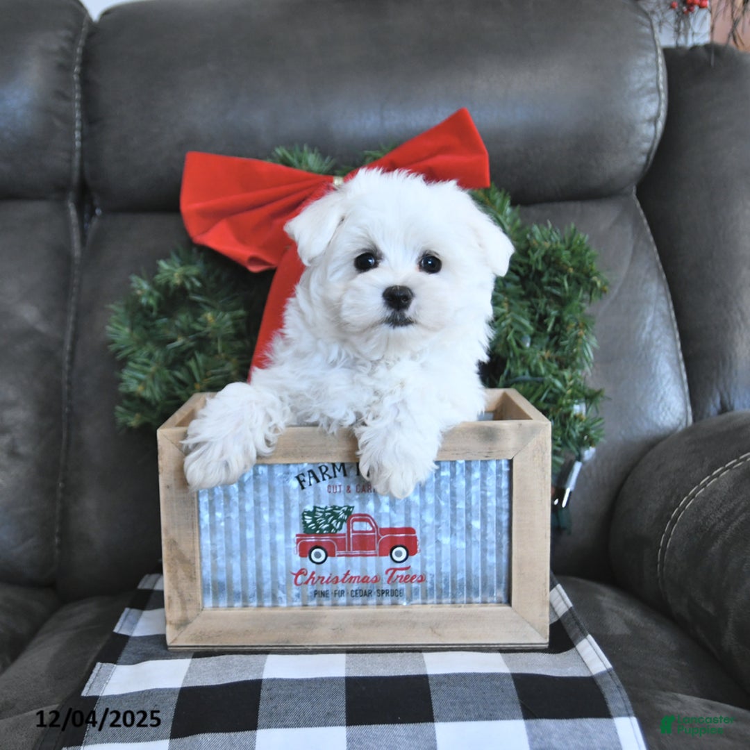 Maltese dogs for sale: Frosty - Ad 1