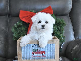 Maltese dogs Frosty - Ad 27