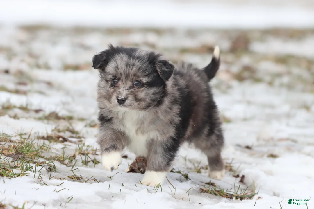 Mixed Breed dogs for sale: Blueberry Pancakes - Ad 2