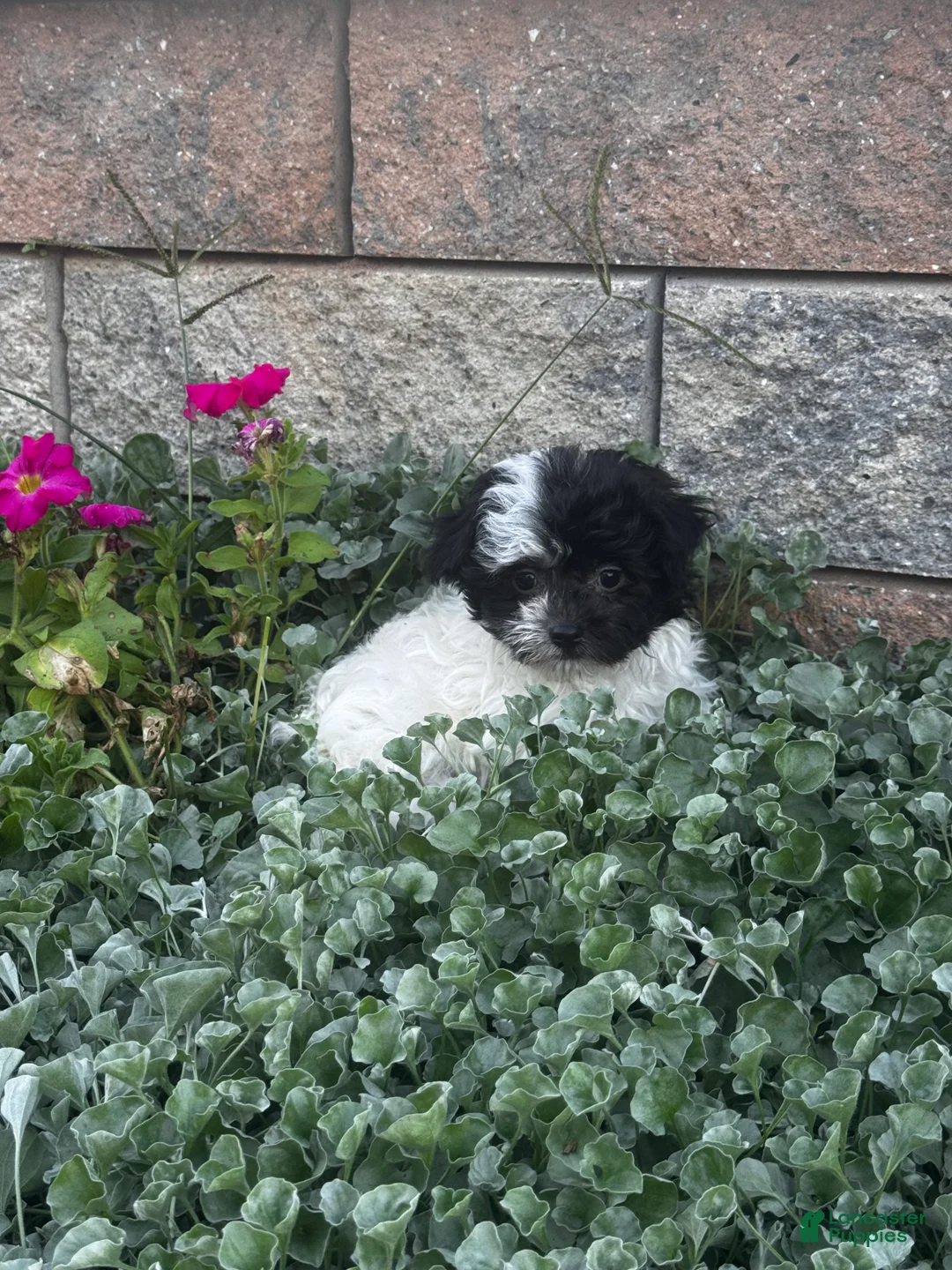 Havanese dogs for sale: Holly - Ad 2