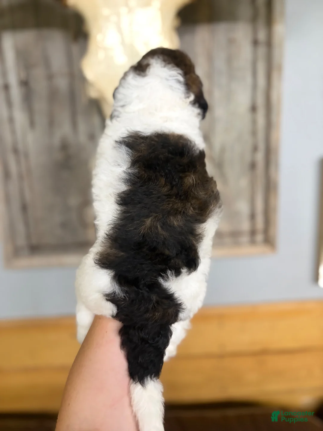 Goldendoodle dogs for sale: Goldendoodle 2 - Ad 2