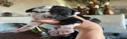 Great Dane dogs for sale: Carbon Creed's Calypso Mist 🐾 - Ad 1
