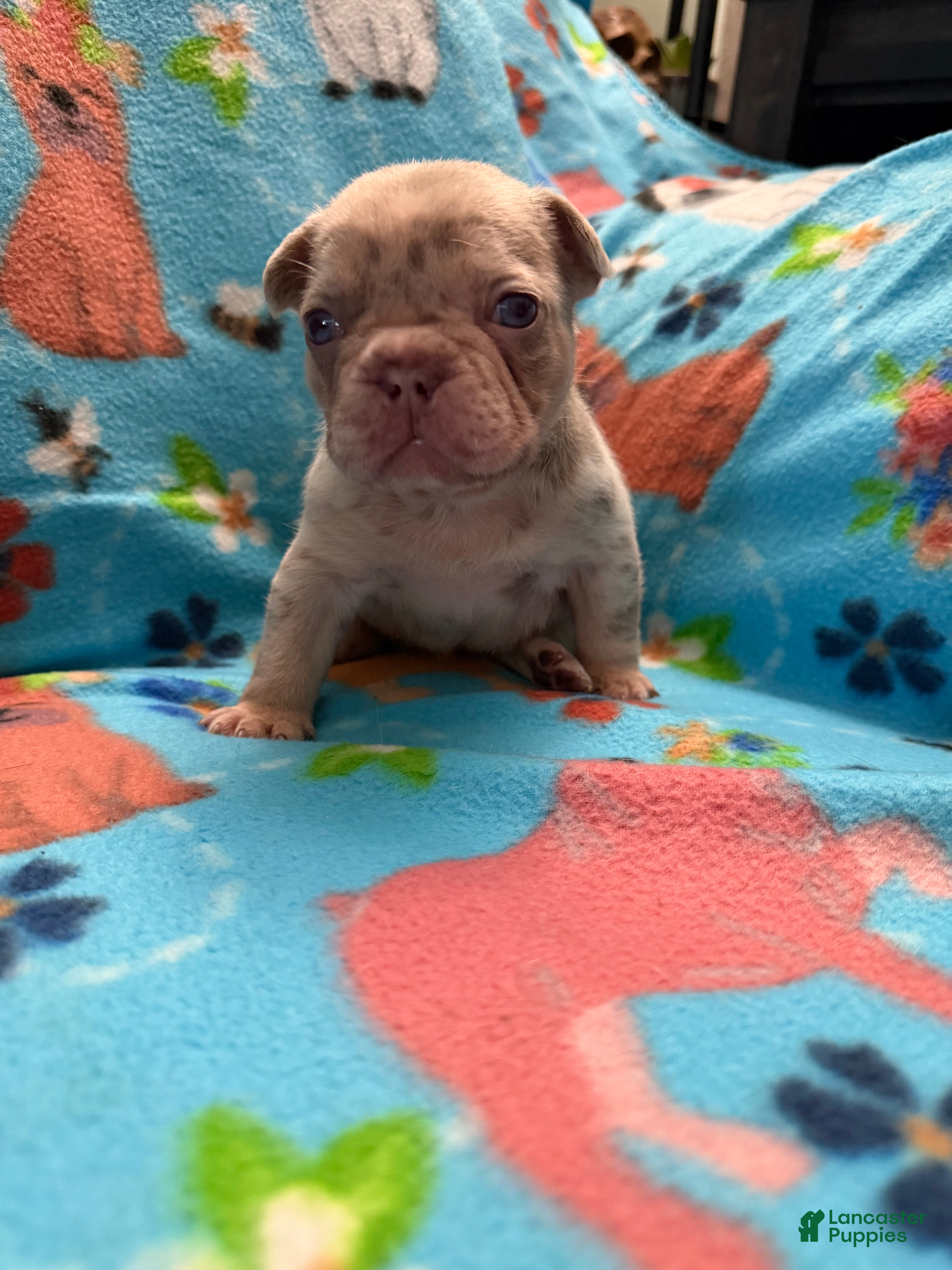 French Bulldog dogs for sale: Addie - Ad 2
