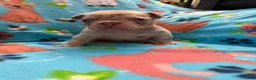 French Bulldog dogs for sale: Addie - Ad 1
