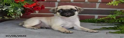 Puggle dogs for sale: Sunflower - Ad 5