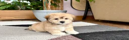 Mixed Breed dogs for sale: Lhasa/Maltese - Ad 16