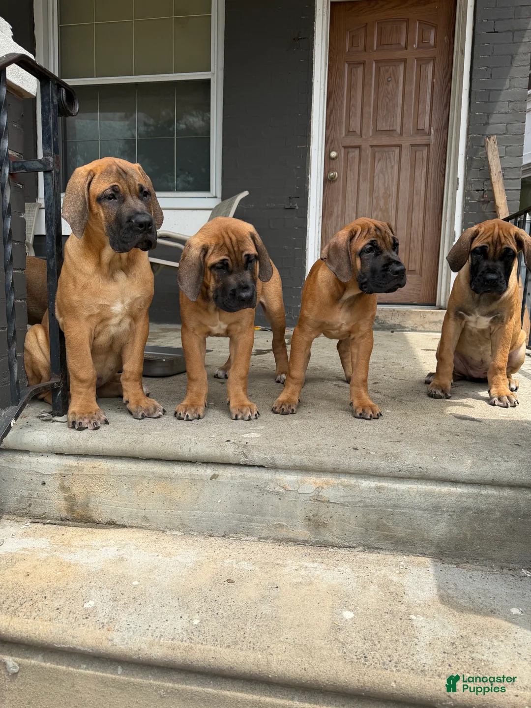South African Boerboels dogs for sale: LGK ASHUR - Ad 2