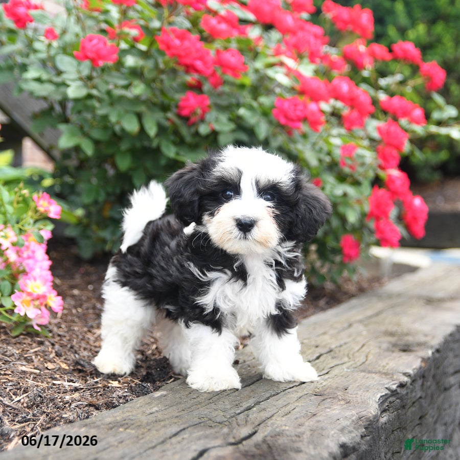 Mixed Breed dogs Jack  - Ad 2